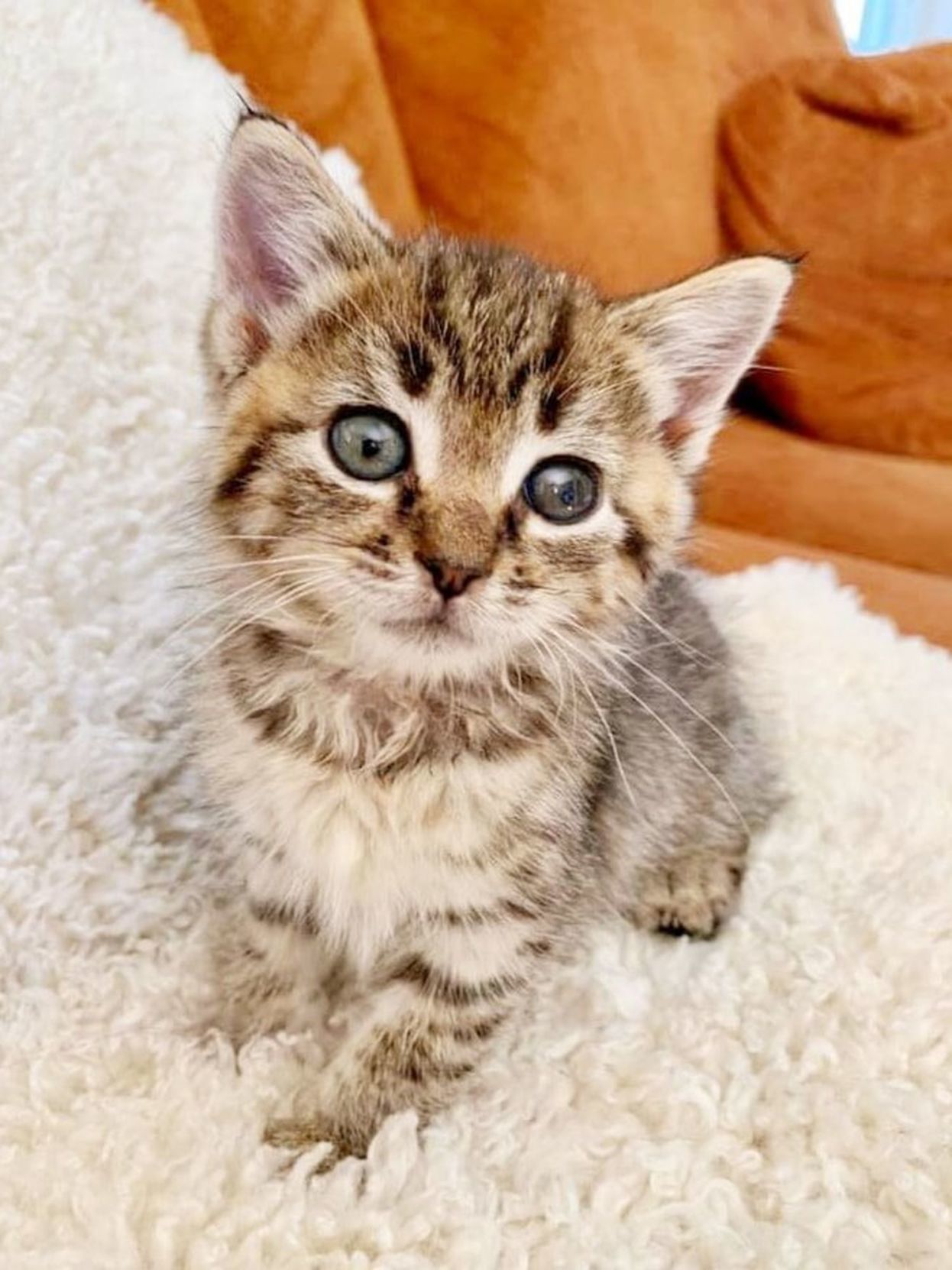 Adopt a Pet | Robbie